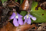 Southern coastal violet